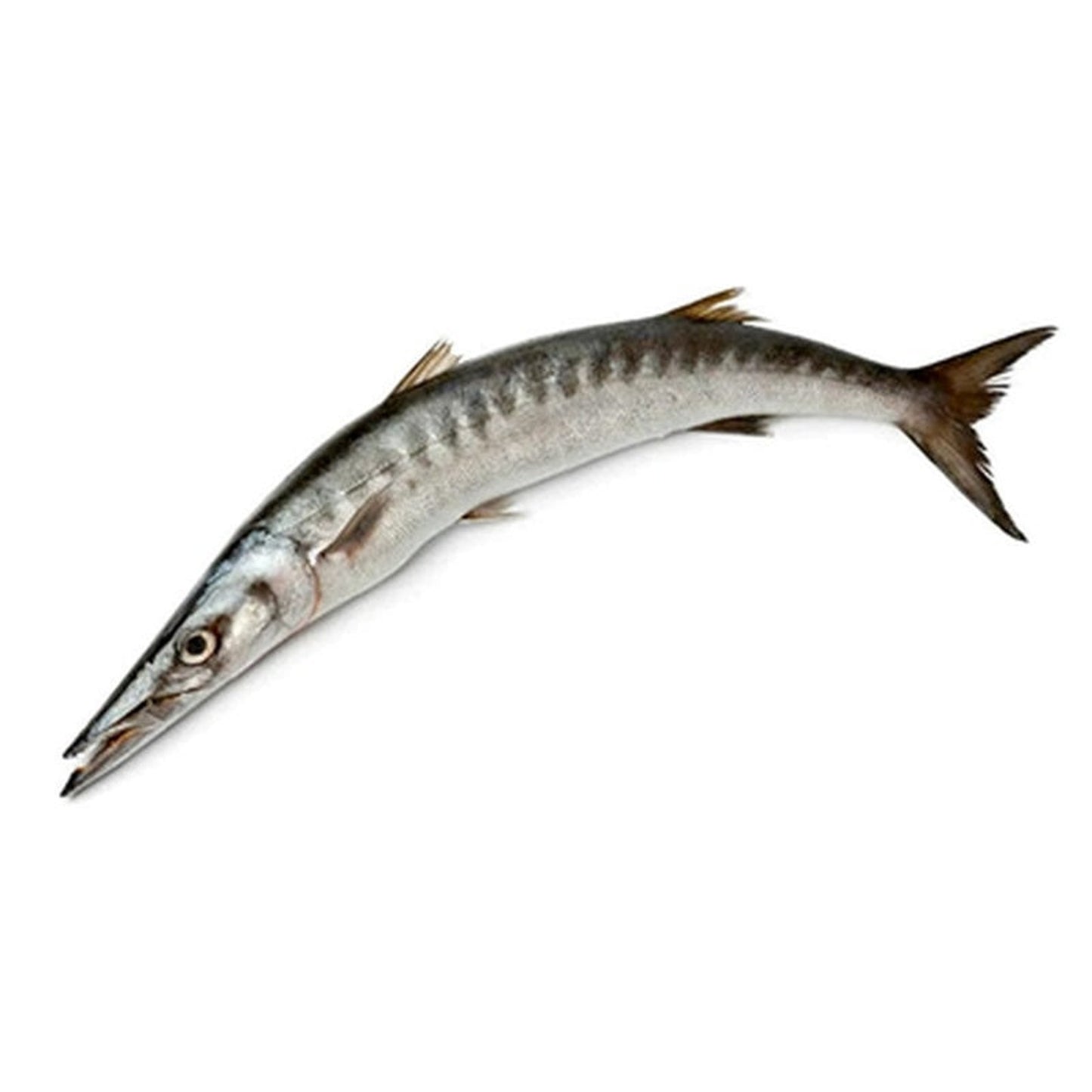 Baracuda preț/kg (Calibru 200G+)