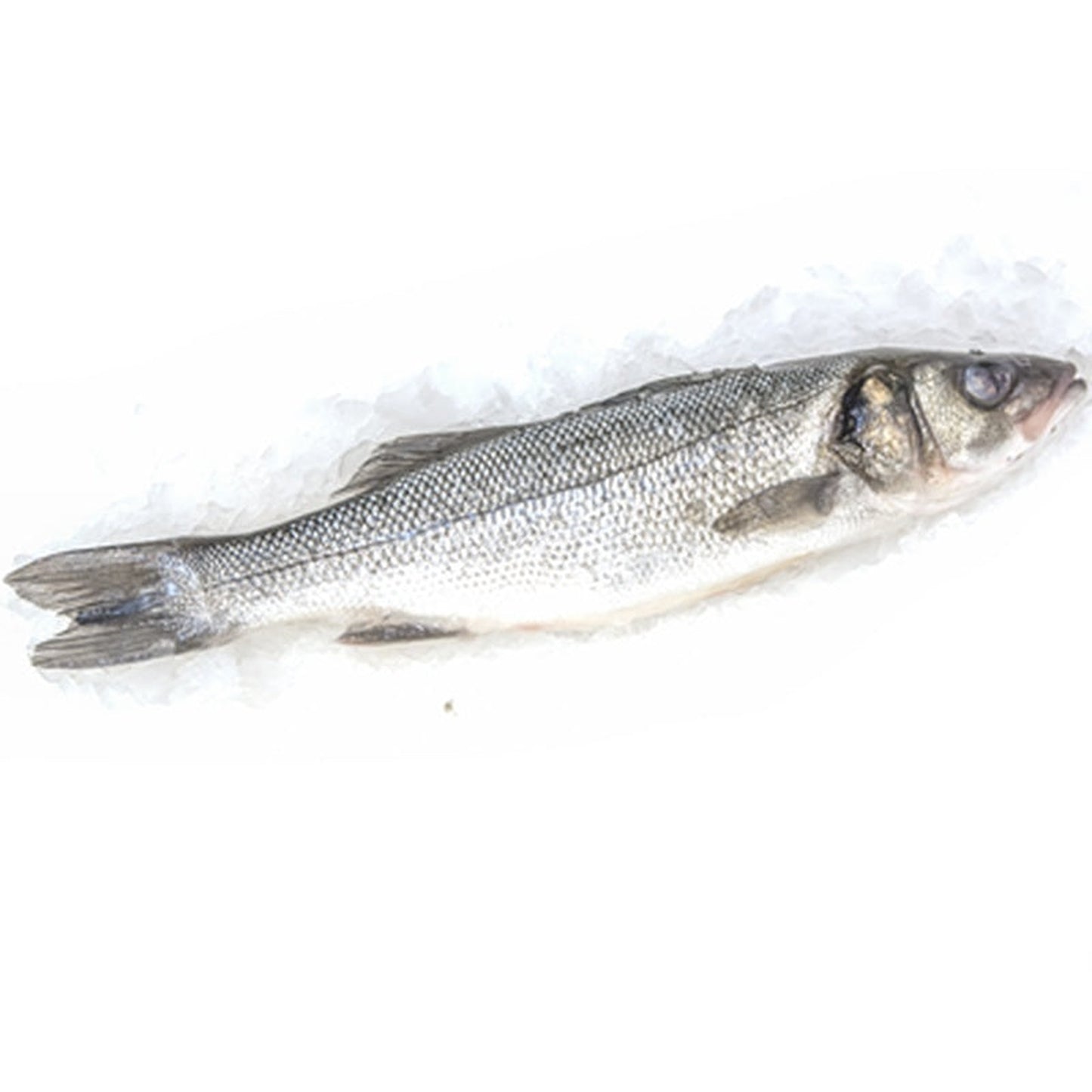 Biban de mare (cca. 1 kg+) preț/kg