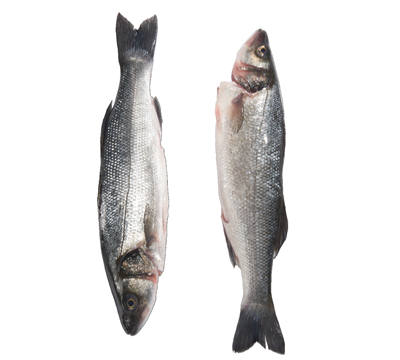 Biban de mare eviscerat 800-1000 g