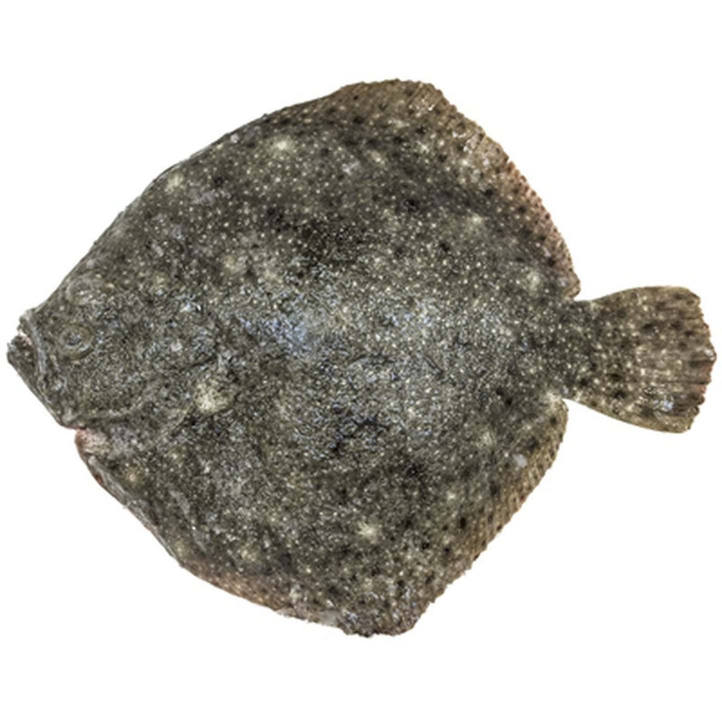 Calcan (cca. 2-2,5 Kg) pret/kg