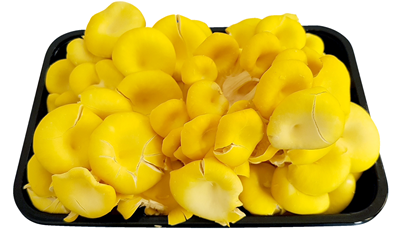 Ciuperci Pleurotus 500 g