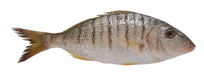 Dorada Dungata 300 - 500 g