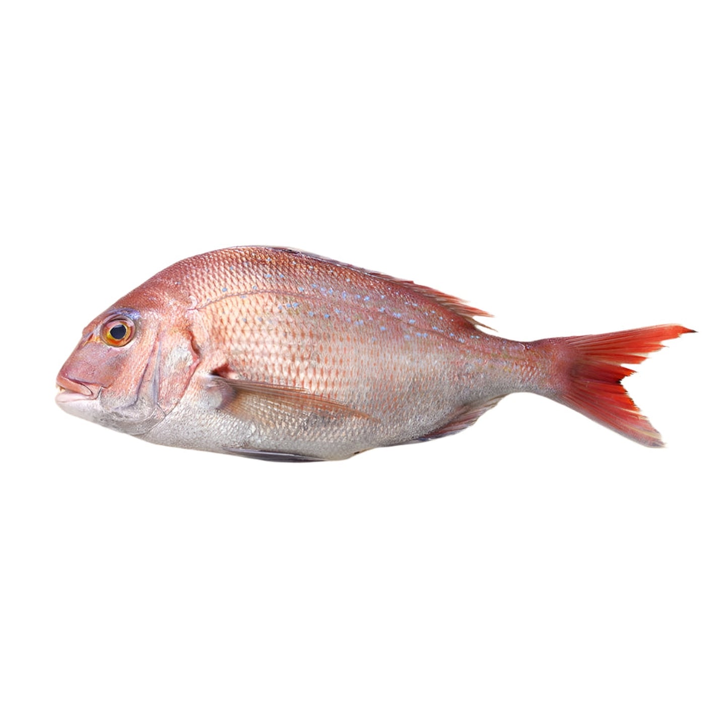 Dorada Rosie pret/kg (600-800 g)