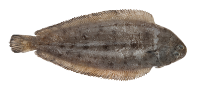 Limba de Mare 250 g+