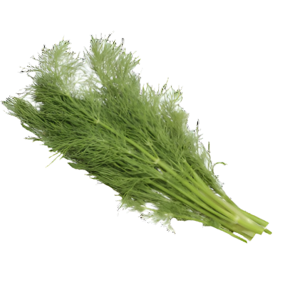 Marar (Anethum graveolens)