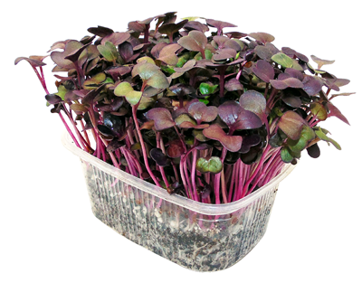 Microplante Ridiche Rosie 35 g