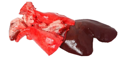 Organe Miel Congelate ❄