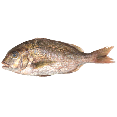 Pagrus Salbatic 1 Kg+