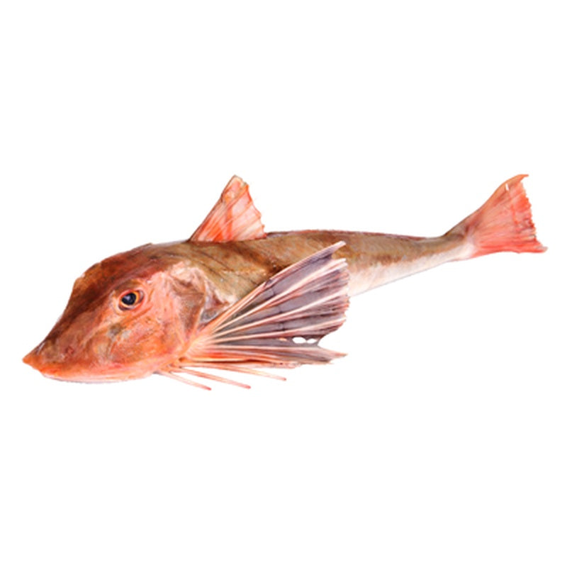 Randunica de Mare (Calibru 1 Kg+) pret/kg