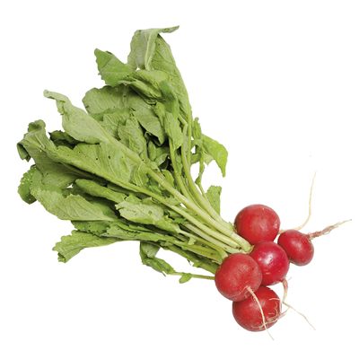 Ridichi Rosii / Legatura