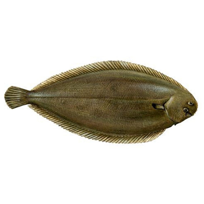 SOLE Limba de Mare pret/kg (400 - 800 g)