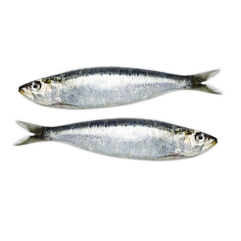 Sardina (10/20) pret/kg