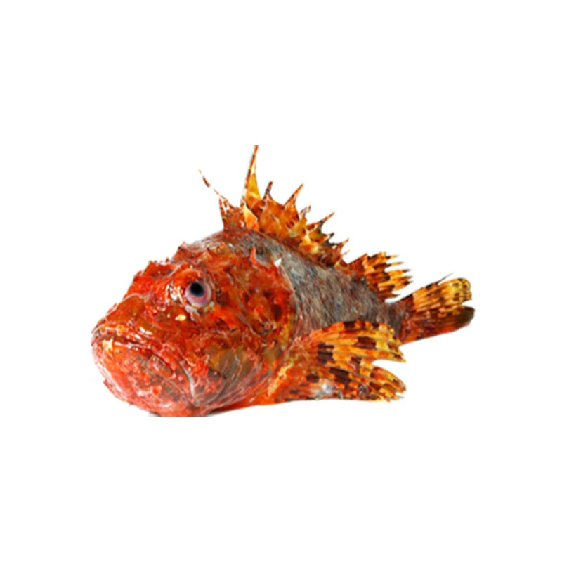 Scorpie de mare (cca. 300 g+) pret/kg