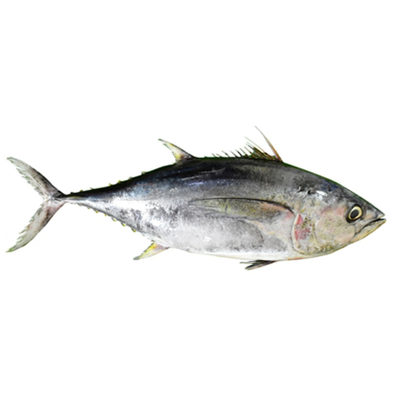 Ton Trunchi pret/kg (cca. 30 Kg+)