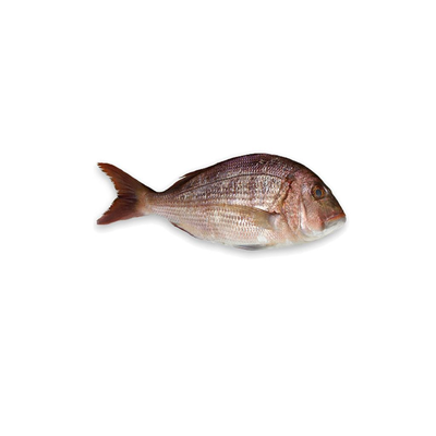 Dorada Rosie pret/kg (Calibru 400-600 g)