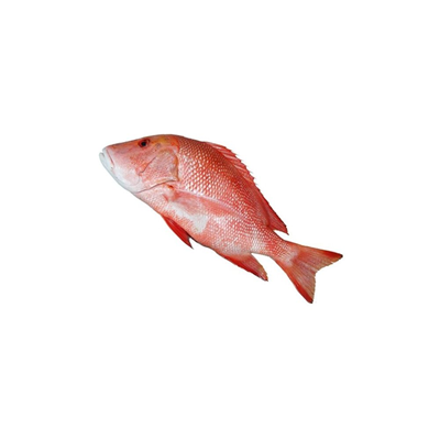 Snapper Rosu Decongelat pret/kg (Calibru 2 kg+)
