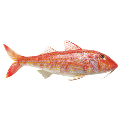 Barbun 20-40 bucati/ Kg