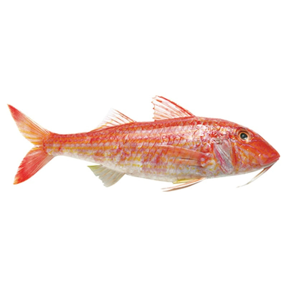 Barbun 20-40 bucati / kg