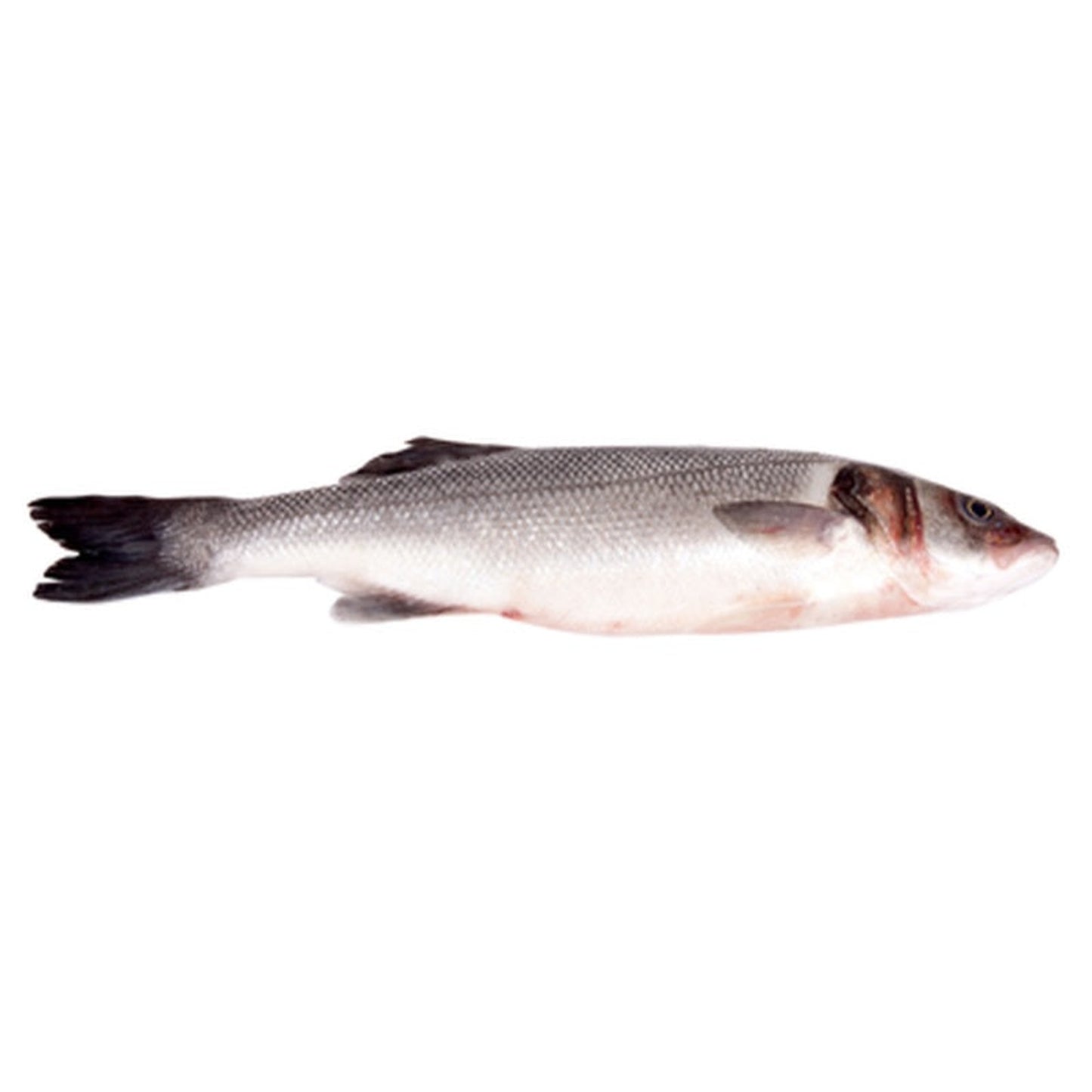 Biban de Mare Eviscerat pret/kg (Calibru 400-600 g)