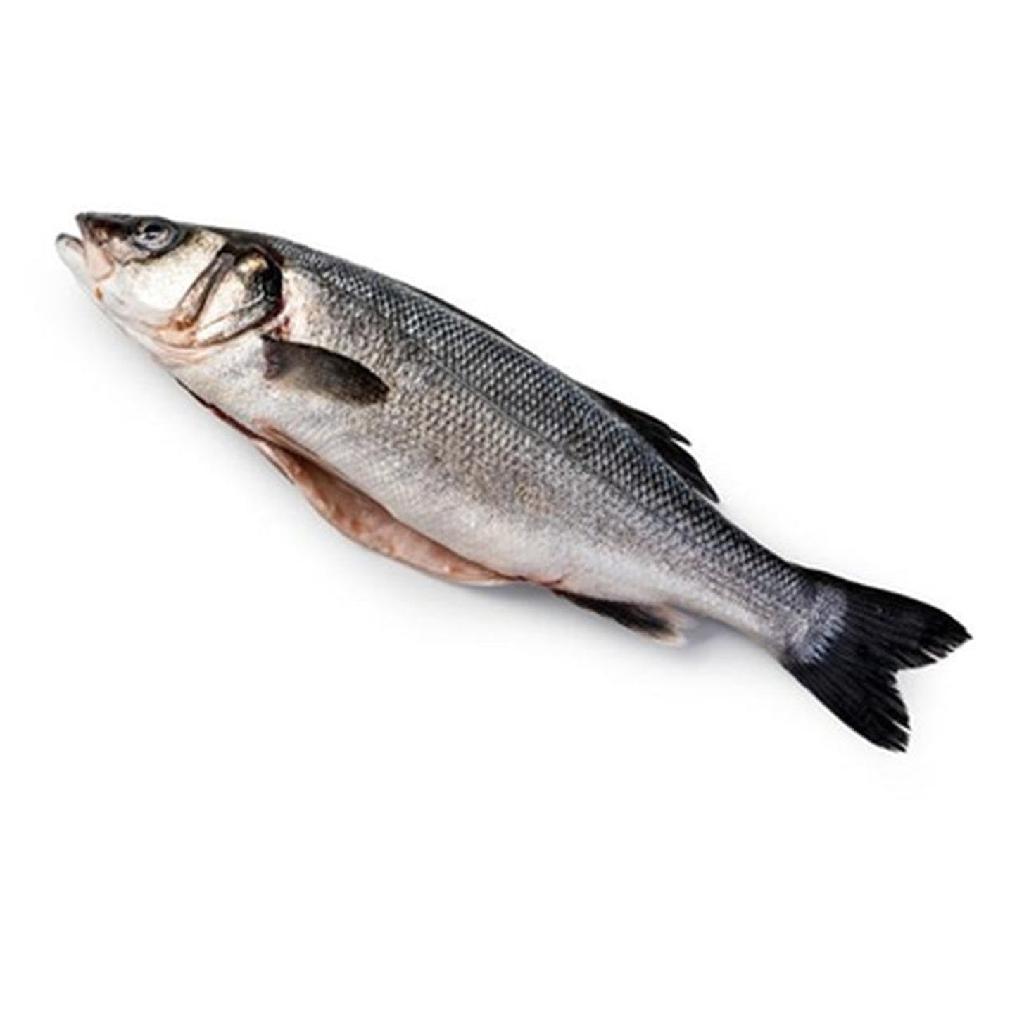 Biban de Mare Salbatic pret/kg