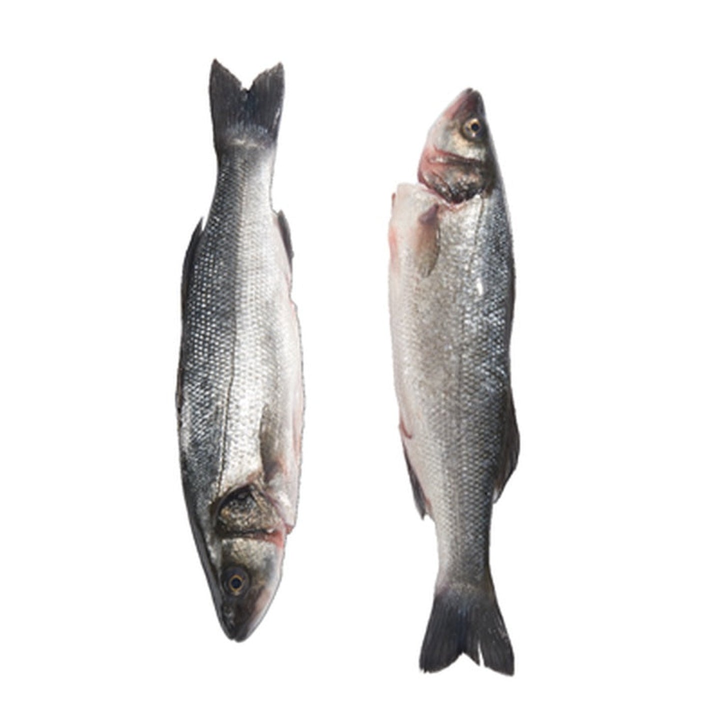 Biban de mare eviscerat pret/kg (cca. 1 Kg+)