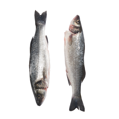 Biban de Mare Calibru 1,5 Kg+