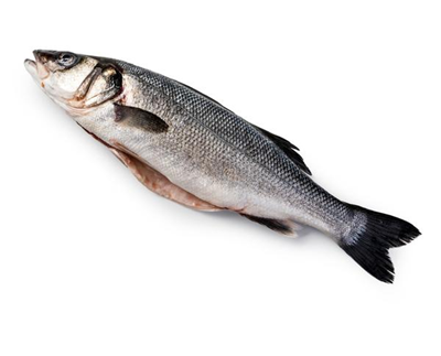 Biban de Mare Salbatic Eviscerat