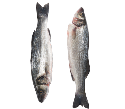 Biban de mare 200-300 g