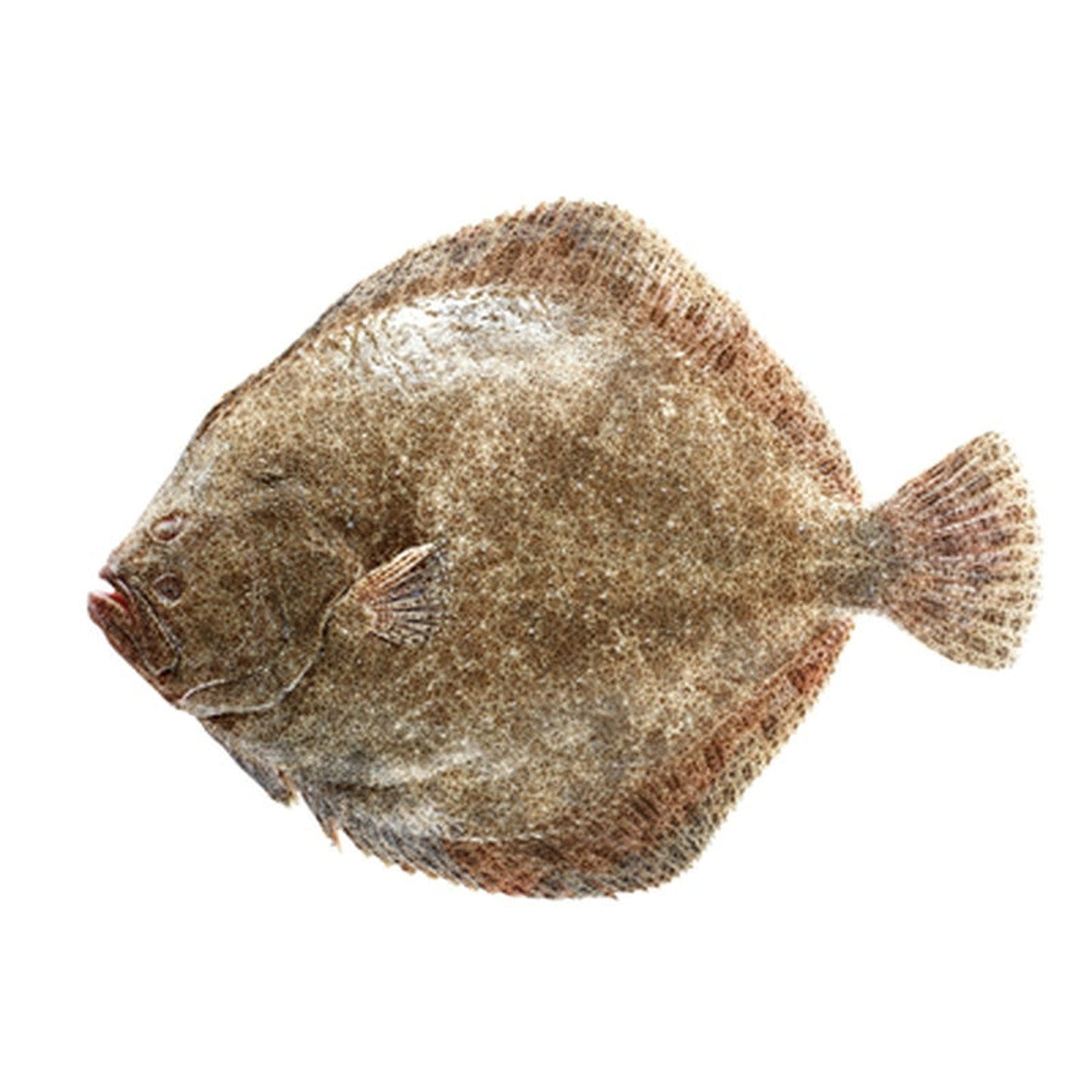 Calcan Salbatic pret/kg (Calibru 2 Kg+)