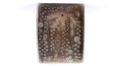 Caracatita Cruda 3 - 4 Kg ❄