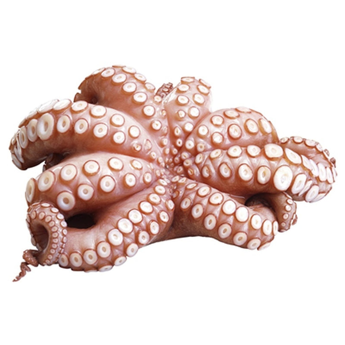 Chef Caracatita Calibru 1,2 - 2 Kg ❄