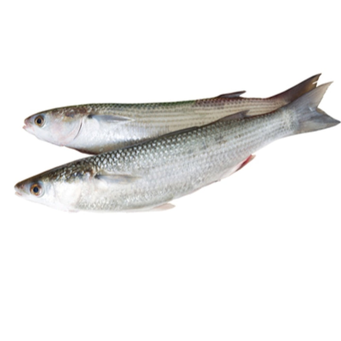 Chefal Auriu pret/kg