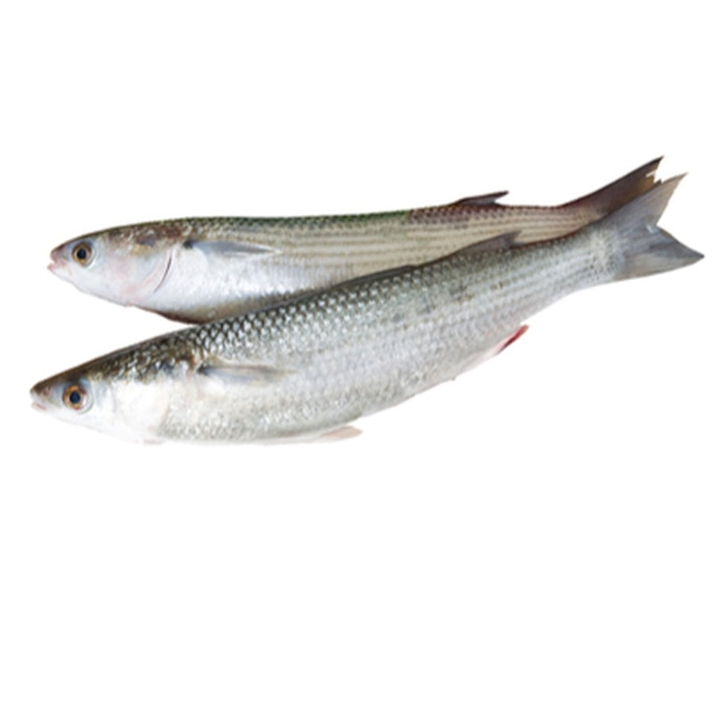 Chefal pret/kg (calibru 300 g+)