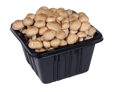 Ciuperci Shimeji Maro Caserola 150 g