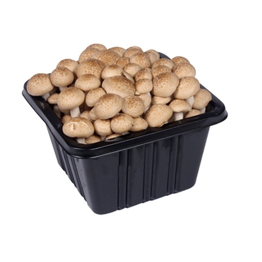Ciuperci Shimeji Maro Caserola 150 g