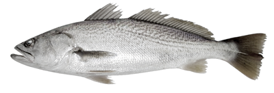 Corvina Calibru 2-3 Kg