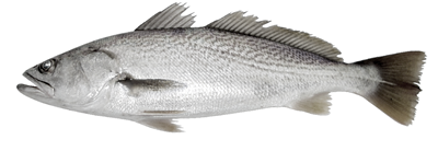 Corvina Calibru 3-4 Kg