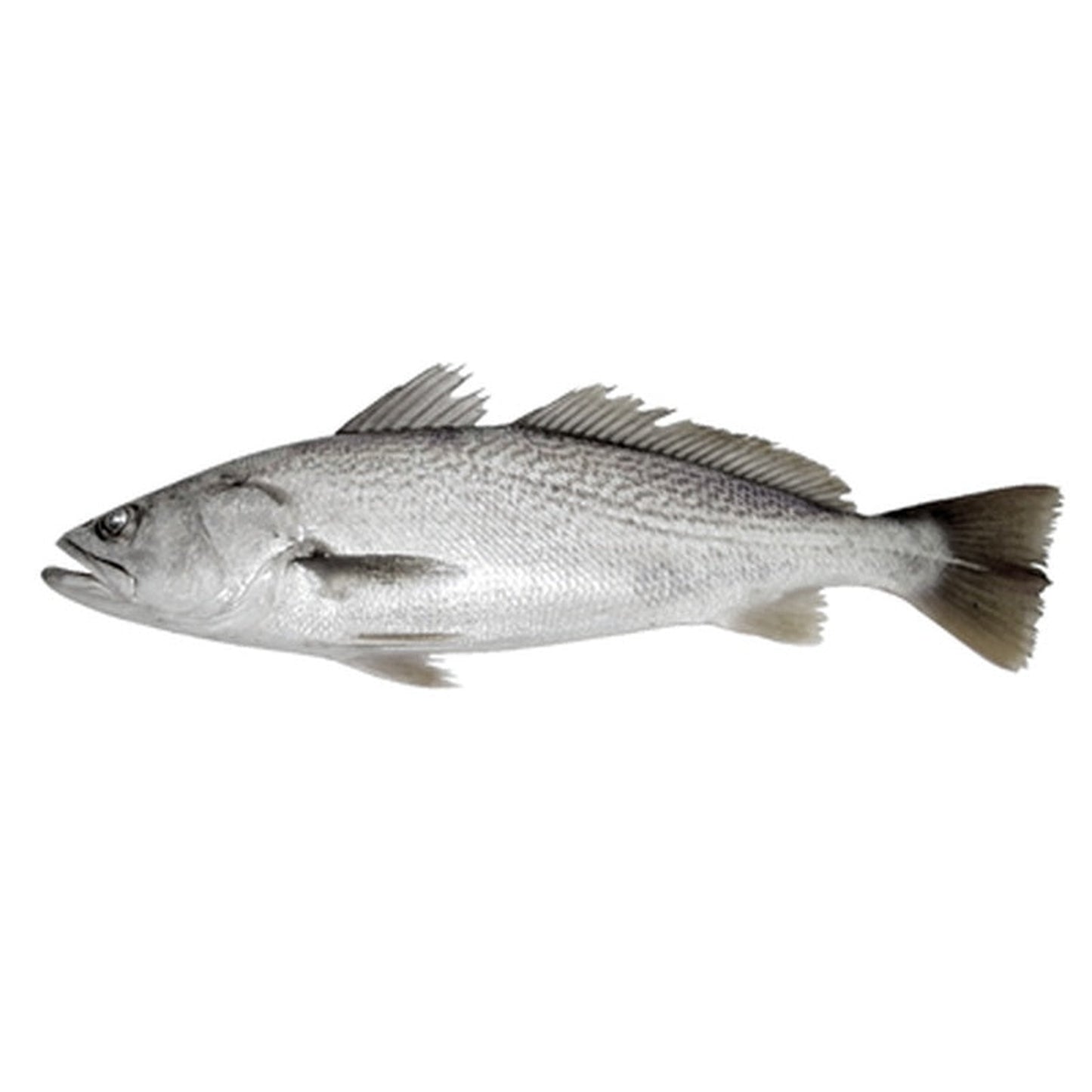 Corvina Calibru pret/kg (cca. 3-4 Kg)