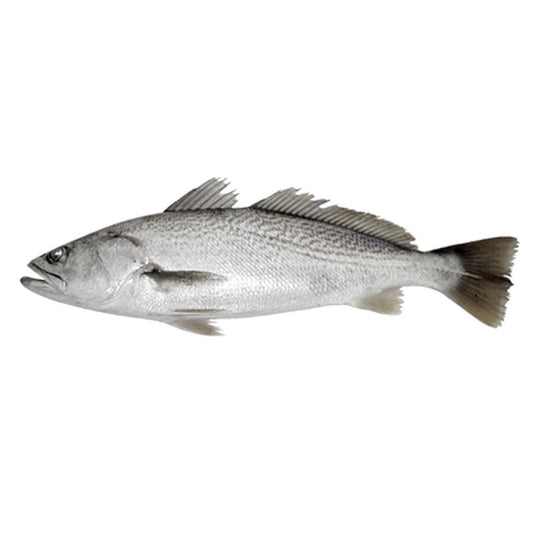Corvina pret/kg (Calibru 1,5 - 2 Kg)