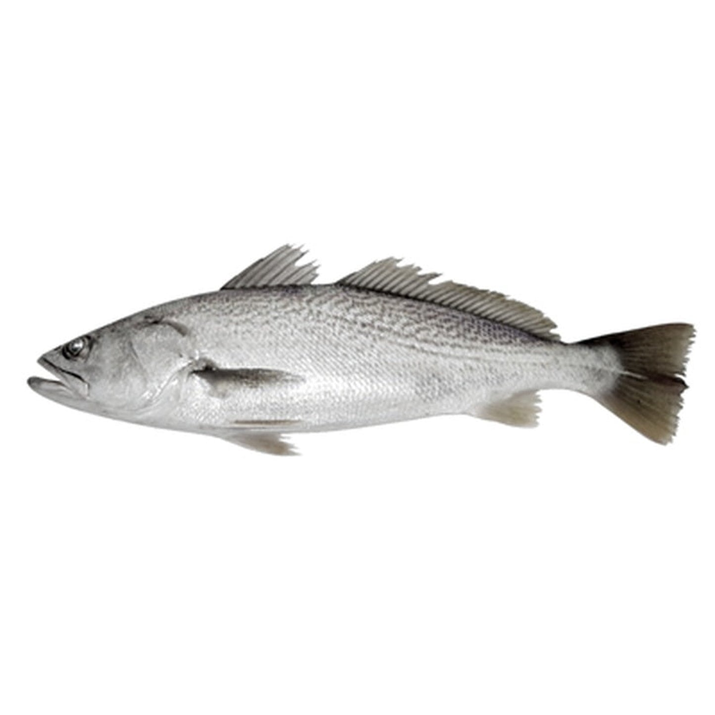 Corvina pret/kg (Calibru 2-3 Kg)