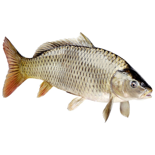Crap eviscerat pret/kg (cca. 2kg+)
