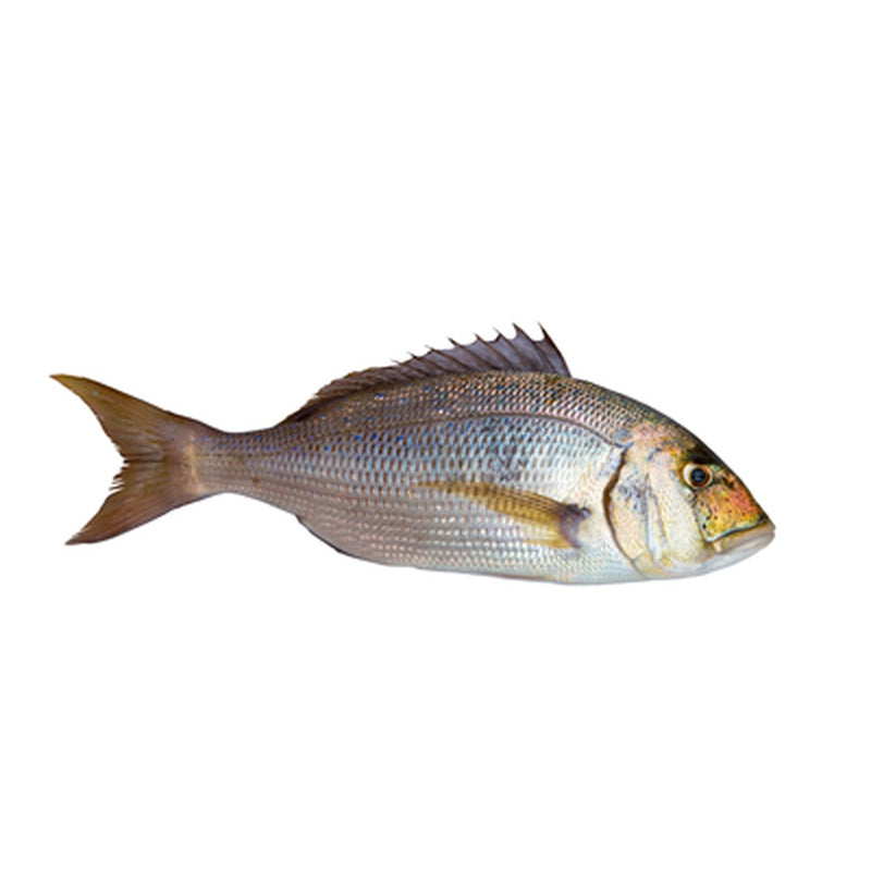 Dentex pret/kg  (1 Kg+)