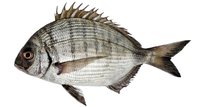 Dorada Alba 300 - 500 g