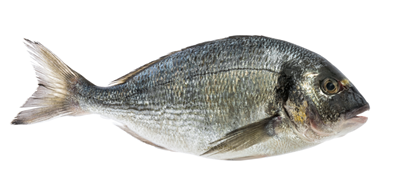 Dorada Salbatica Calibru 300-700 g
