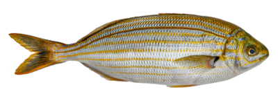 Dorada Salpa 250 g+