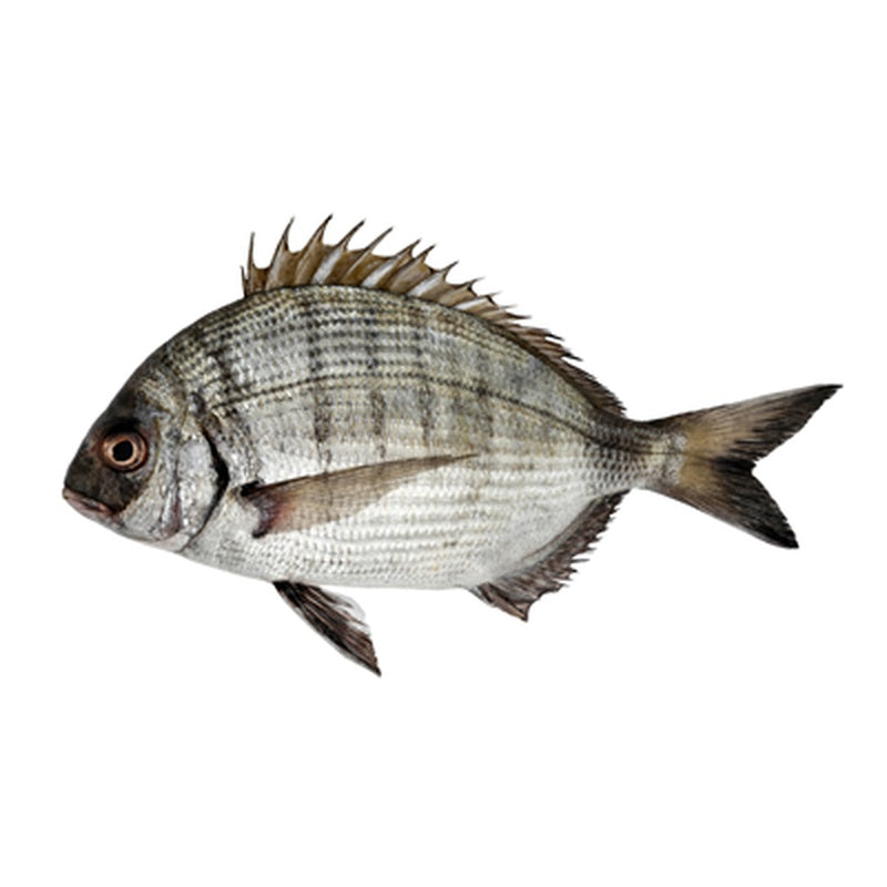 Dorada Alba pret/kg (cca. 500g+)