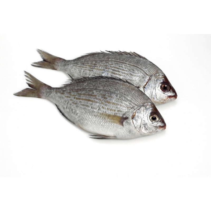 Dorada Neagra pret/kg (Calibru 500 g+)