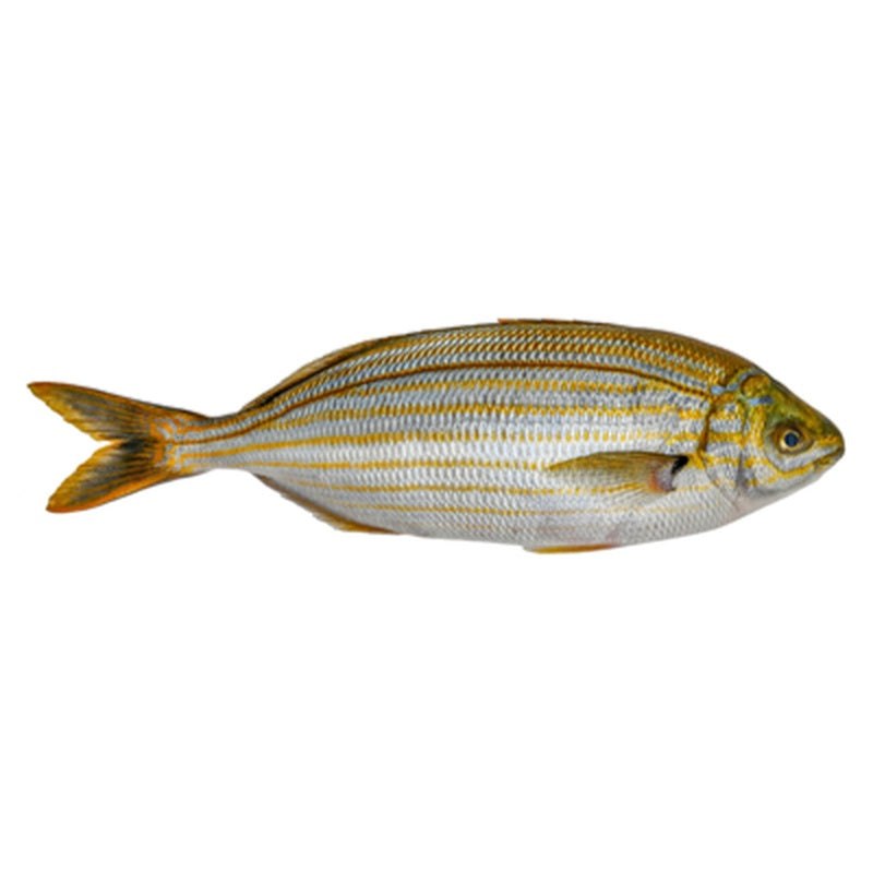 Dorada Salpa pret/kg  (cca. 250 g+)