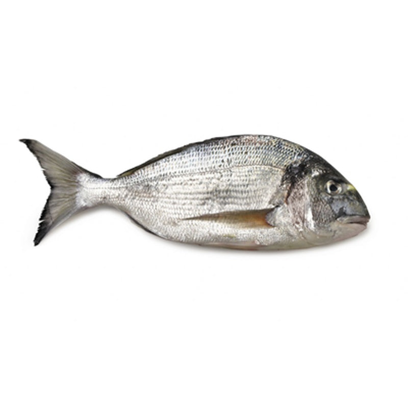 Dorada regala pret/kg (cca. 1 kg+)