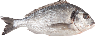 Dorada regala 300-400 g
